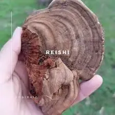 Marca fungiraiz en Instagram. Hongo adaptogeno "Reishi"