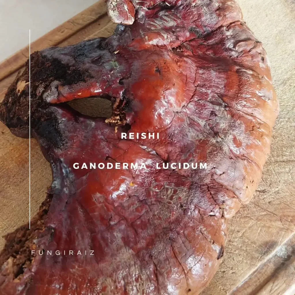 hongo_reishi_que_es como se aplica el hongo reishi en la medicina tradicional china