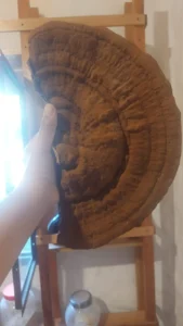 como se cultivan los hongos adaptogenos